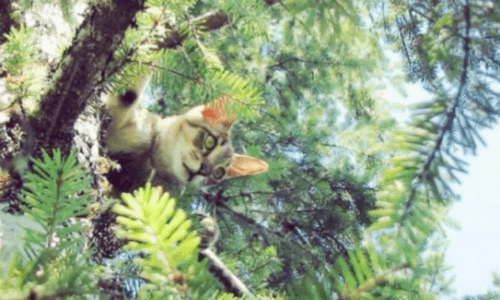 Arborist Risks Everything To Save Cat Trapped High Up In A Tree