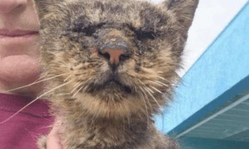 Cat Exceedingly Infected With Mange Can’t See Any More Due To Infection Taking Over