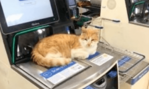 Cat Labeled “A Hindrance” Gets Banned From A Store But Refuses To Stop Coming