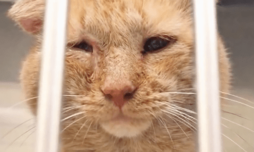 Cat That Had Suffered A Tough Life Finds An Advocate To Fight For Him