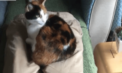 Cat That Went From Shy To Super Clingy Wants To Be Around Owners Who Work From Home