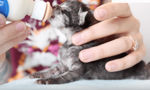Start Your Day On A Positive Note With These Precious Little Kitten Noises