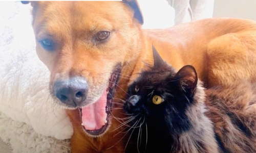 Caring Cat Never Leaves His Dog Friend’s Side When Thunderstorms Hit