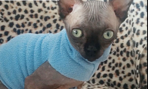 Cat With Rare Condition Wins Over The Internet With Bat-like Looks