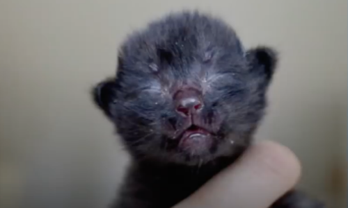 Family Finds A Tiny Kitten Abandoned On Top Of A Trashcan