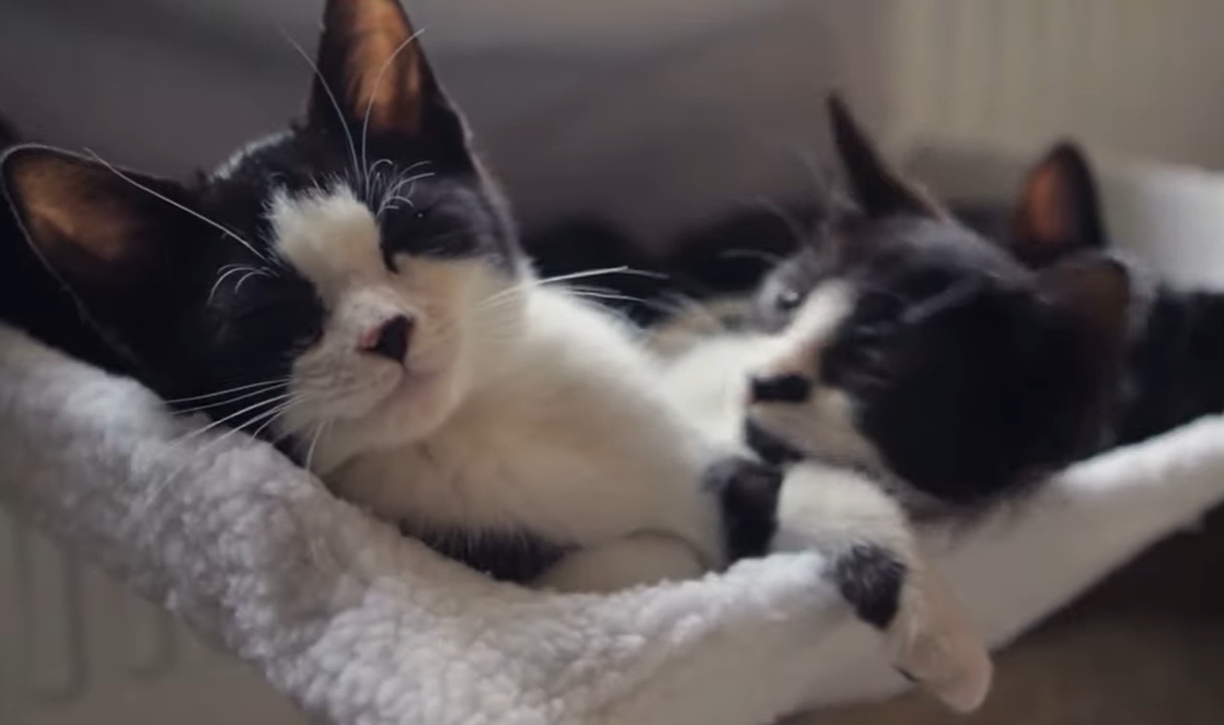 Man Adopts The Smallest Kitten That No One Wanted At A Shelter