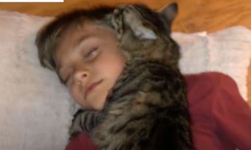Cat And Little Boy Share Special Bond Where They Can’t Sleep Alone