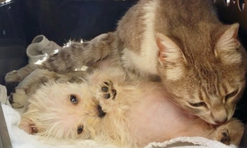 Cat That Survived A Dog Attack And Lost Her Babies Befriends Shelter Dog