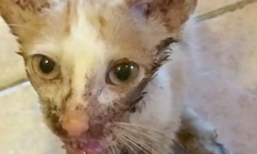 Cat Thrives After Vet Says It Won’t Recover From Shattered Jaw