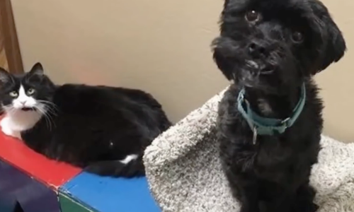 Cat, Rat And Dog Form Unlikely Friendship And Look Out For One Another
