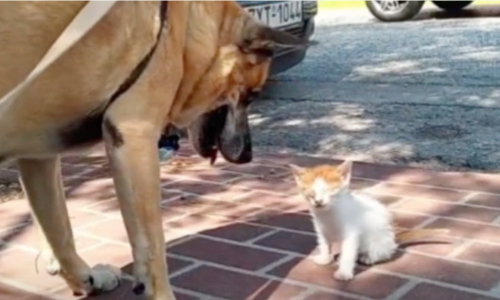 Dog Who Had Once Disliked Cats Won’t Leave Blind Cat’s Side
