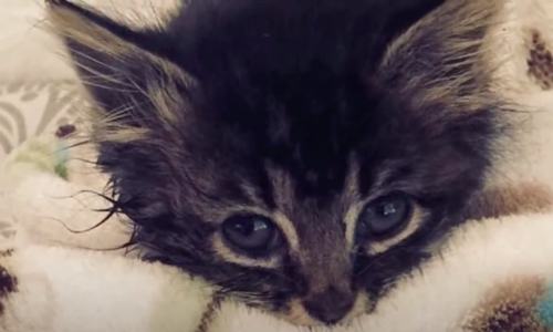 Runt Of Abandoned Litter Of Cats Was Walking Weird And Needed Special Help