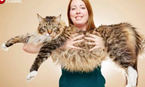 World’s Largest Cat Shows Soft Side Through Strong Bond With Human Brother