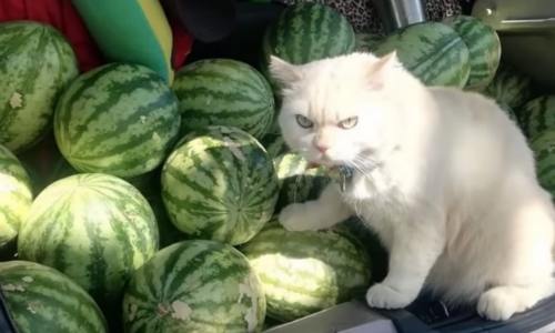 Angry Looking Cat Takes Its Job As Watermelon Supervisor Very Seriously