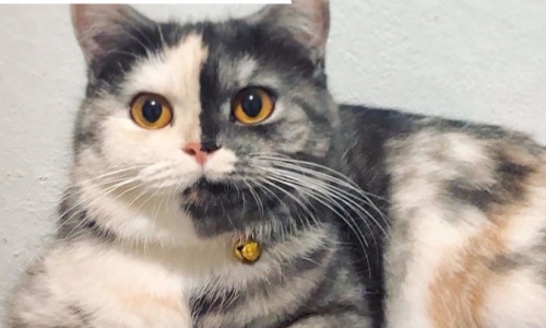 Cat Born With Unique Coloration Making It Two-faced Is Actually Quite Sweet