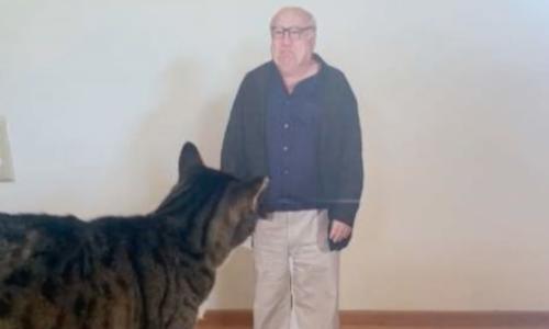 Cat Falls In Love With Cardboard Cutout Of Danny DeVito That Was Supposed To Be A Joke Gift