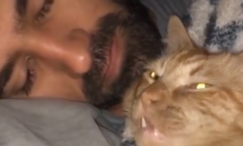 Cat Loves Snuggling With His Owner And Cuddles In Bed With Him