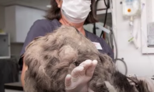 Cat Once Unrecognizable Due To Matted Fur Grows Into Stunning House Pet