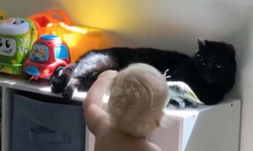 Cat Seems Unimpressed By New Baby Until Parents Aren’t Looking Anymore
