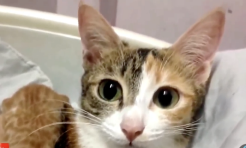 Father Cat Meets His Four New Babies And Is Completely In Love
