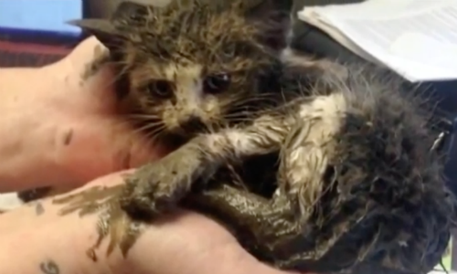 Kitten Trapped In The Mud Under Steel Gets A Great Rescue