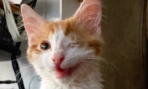 One-eyed Kitten Found As A Tiny Stray Was Thought To Be Too Ugly For Adoption