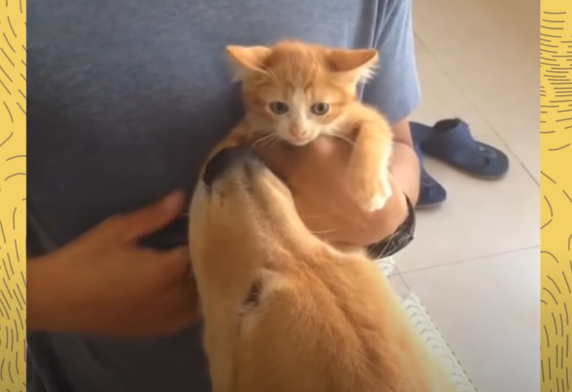 From The Moment This Cat Entered The Home, The Family Dog Loved It
