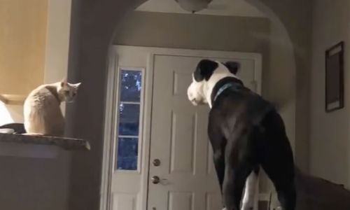 This Dog Was Raised By Cats And Now Acts Just Like One