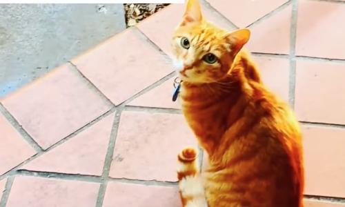 Tigger The Cat Loves To Sneak Into The Neighbor’s House For Naptime Snuggles