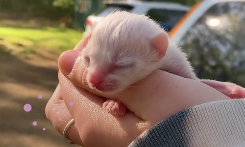 Tiny Kitten Gets A Sweet Home With Truly Loving And Caring Owners