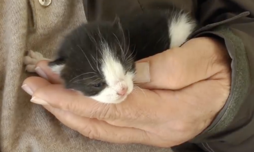 When No One Could Get This Kitten To Eat, A Friendly Husky Came To The Rescue