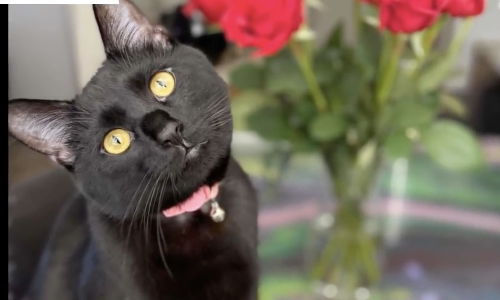 Cat Fascinated With Water Won’t Leave The Toilet Alone So Owner Puts Up Sign