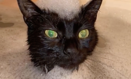 Jinx The Cat Hops Into Her Owner’s Baths Because She Loves Water