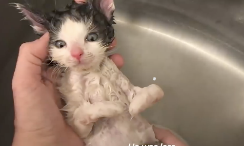Terrified Kitten Shows Emotions Through Hissing Until He Becomes Comfortable With Surroundings