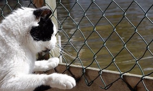 The Only Floating Cat Shelter In The World Allows People To Come Adopt Cats In Need