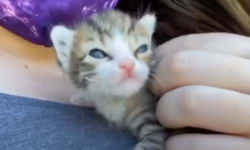 Tiny Kitten Makes The Sweetest Noises And New Owner Falls In Love Immediately
