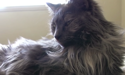 Well-adjusting House Cat Starts Wandering Off To Sit In Neighbor’s Bathtub