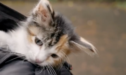 Woman Discovers And Adopts Calico Cat Later To Discover It’s Extremely Rare