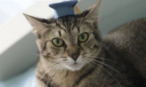 Cat Awaiting Forever Home Gets Adorable Pics In Hats To Increase Adoption Likelihood