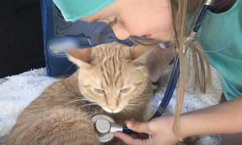 Cat Is Helping Two Sisters With Remote Learning And Is A Fantastic Classmate