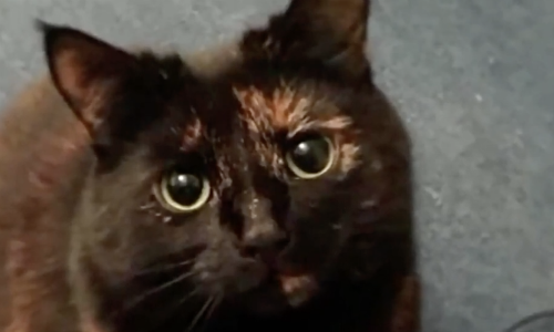 Cat Loved Bringing Owner Live Animals As A Treat But He Helped Her Change Her Gifts