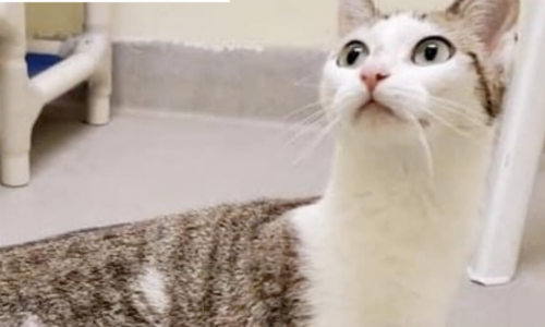 Cat With Unusually Long Neck Is Living In A Shelter Awaiting A Forever home
