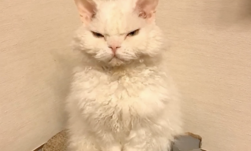 Curly Haired Cat Goes Viral On The Internet For Its Resting Witch Face