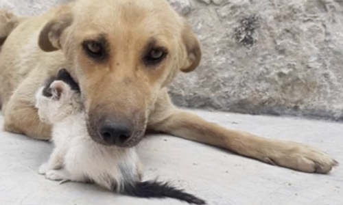 Kitten In Need Of A Mom Finds Dog Who Lost Her Litter Of Puppies