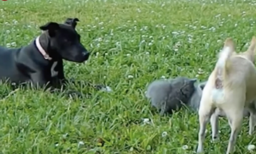 Kittens Get Special, Unexpected Protection From Family’s Chihuahua Who Adores Them