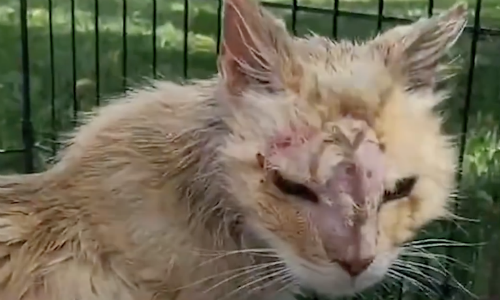 Malnourished Cat Gets Heartwarming Rescue And Kisses His New Mom To Say Thanks