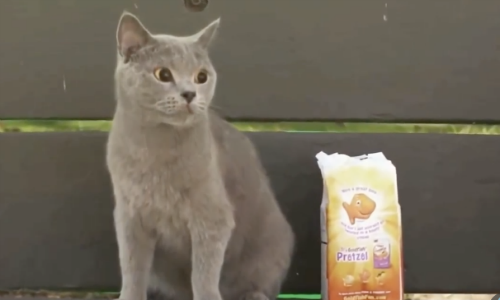 Man Catches Hilarious Moment On Film When Ducks Steal Cat’s Treats