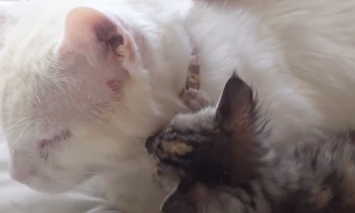 Antisocial Cat Warms Up To Kitten And Seems To Adopt Her