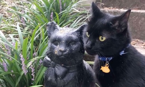 Cat Discovers Statue That Looks Just Like Him And Befriends It