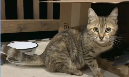 Cat Kept Returning To Family’s Patio Until They Finally Adopted Her